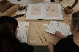 Two women look at a specimen from the Albion Hodgdon Herbarium. The specimen is an extinct form of crabgrass collected in 1902.